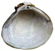 One of the more interesting aspects of their reproduction is that although they are the smallest aquatic bivalves in North America, they have the largest young and have the lowest fecundity.