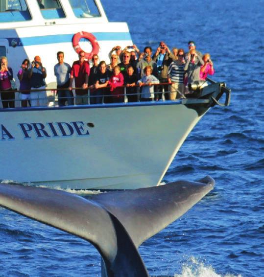 creatures as you ve never seen them before all in the Whale Watching Capital of the World!