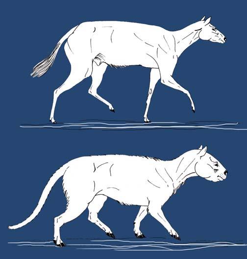 Fig. 12: Above: Scansorial body form exemplified by the Eocene fossil horse Hyracotherium and the Miocene Artiodactyl oreodont Merycoidodon.