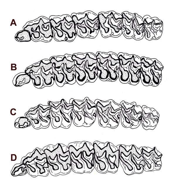 Fig. 18: Left superior cheek dentitions of chalicomorph equids, occlusal view. All are drawn to approximately equal anteroposterior length to facilitate proportional comparisons.