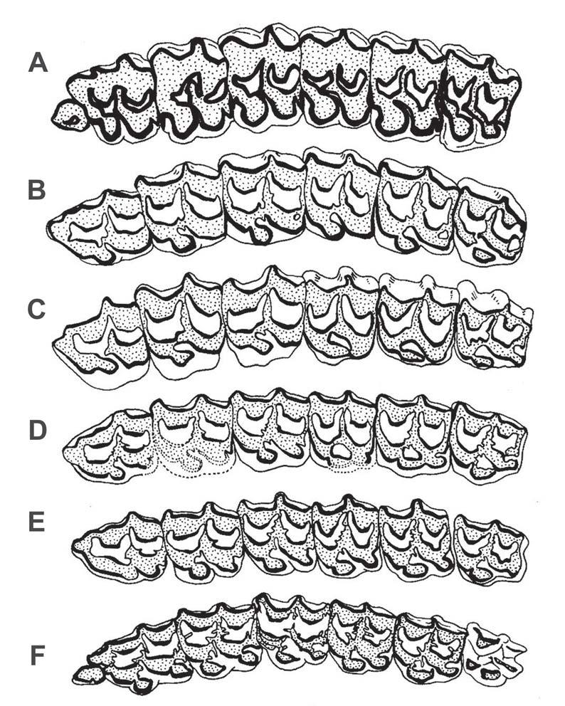 Fig. 19: Left superior cheek dentitions of grazing equids of the protohippine clade, occlusal view.