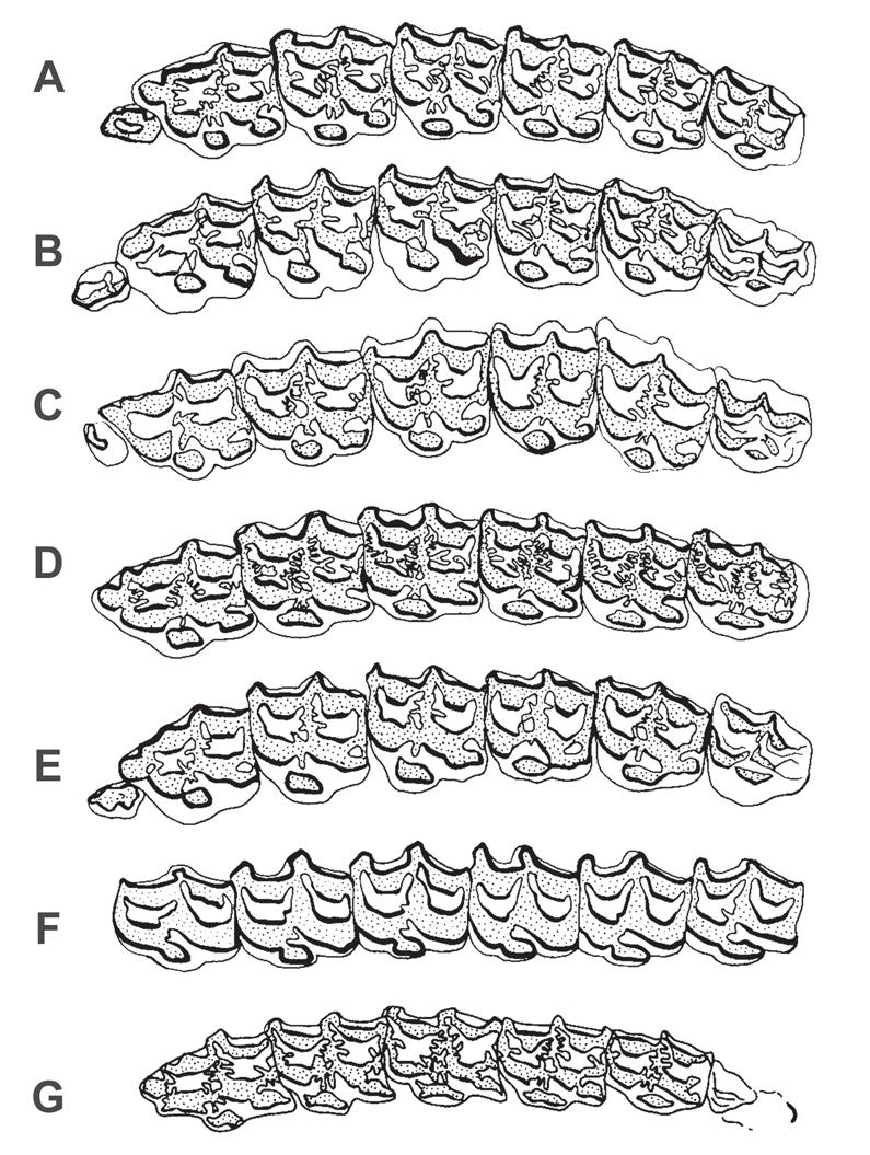 Fig 20: Left superior cheek dentitions of grazing equids of the hipparionine clade, occlusal view. These forms (all but F) usually possess highly plicated enamel and disconnected protocones.