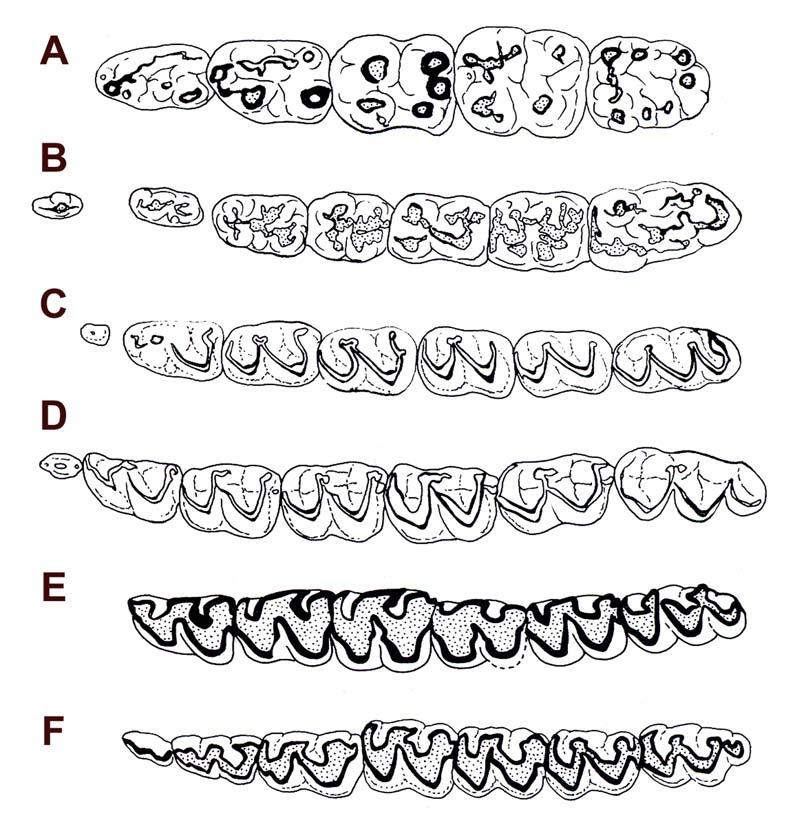 Fig. 23: Left inferior cheek dentitions of a condylarth and scansorial and chalicomorph browsers, occlusal view.