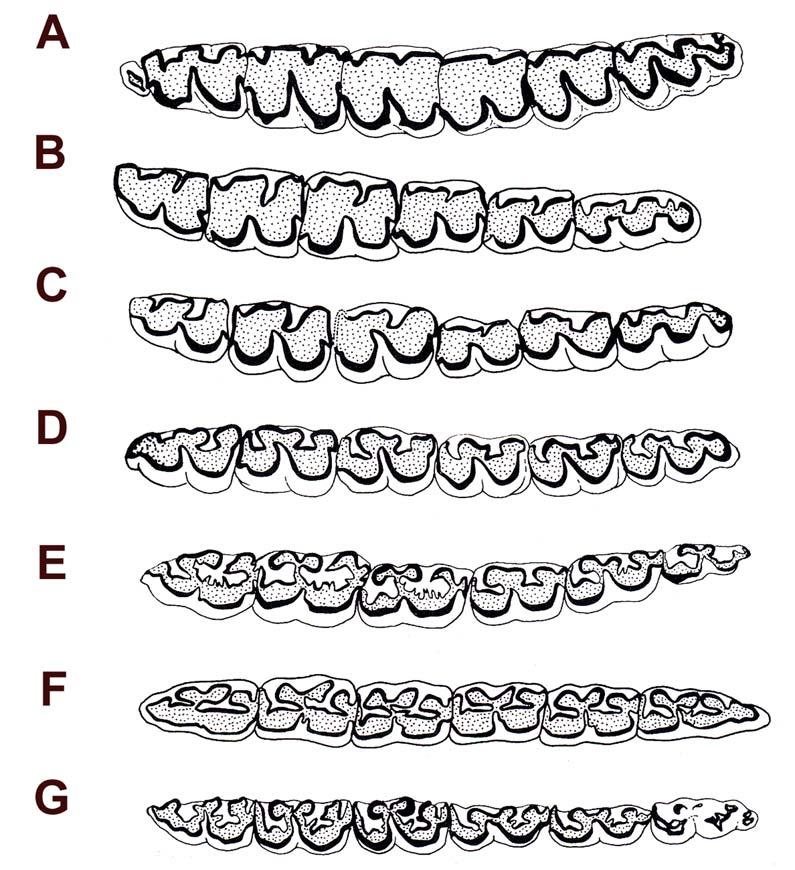Fig. 24: Left inferior cheek dentitions of grazing equids, occlusal view. All are drawn to approximately equal anteroposterior length to facilitate proportional comparisons.