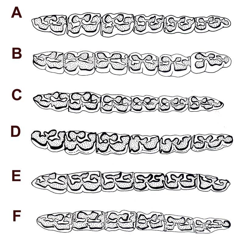 Fig. 25: Left inferior cheek dentitions of grazing equids of the hipparionine clade, occlusal view. All are drawn to approximately equal anteroposterior length to facilitate proportional comparisons.