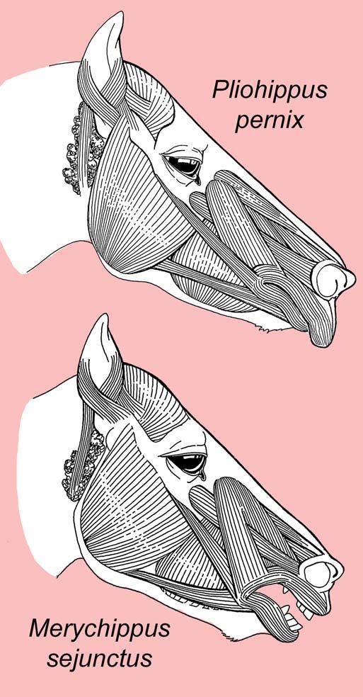 Fig. 31: Reconstructions of the facial musculature of Tertiary equids by the author. Fig.