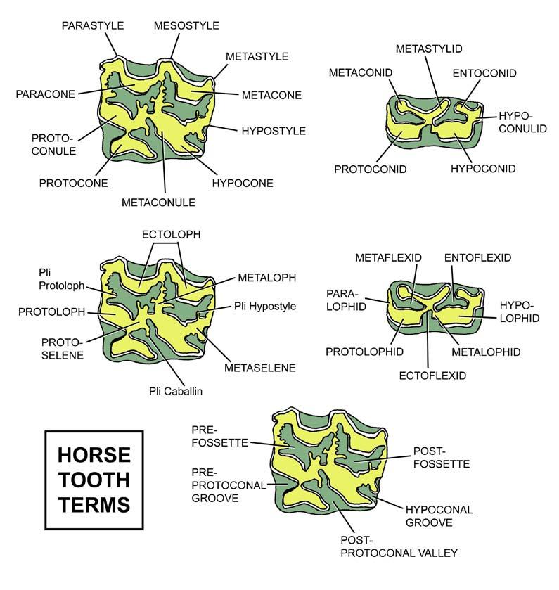Fig. 9. The terminology that students of horse anatomy use to describe the parts or characters visible on the occlusal surfaces of horse teeth.
