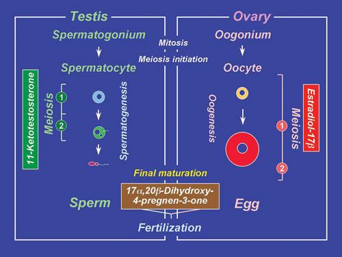 Early Life History - Gametogenesis 1) Gametogenesis - Spermatogenesis (sperm very variable) - Oogenesis (oocytes w/ yolk) - Vitellogenesis yolk granules Early