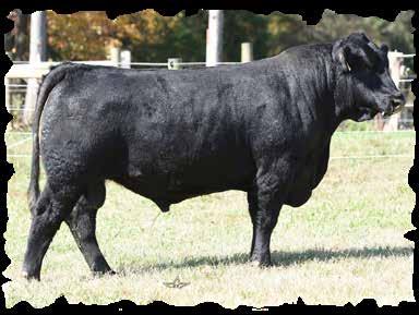 Moderate your calf crop while adding extra muscle and worlds of maternal to your replacements. Dam is our best 4 year old. REA 12.5, IMF 3.
