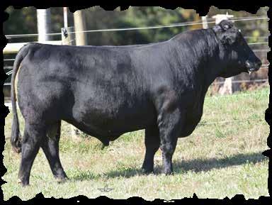 BW: 86 Adj.WW: 674 Adj.YW: 1140 23 CED 10 BW 2 WW 67 YW 95 MK 25 YG -0.53 CW 29 REA 0.53 MB 0.07 Footnotes: Larger framed high performing bull who offers tons of power and body.