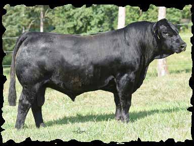 High performing natural calf of donor Crown Jewel 103. REA 14.47, IMF 2.