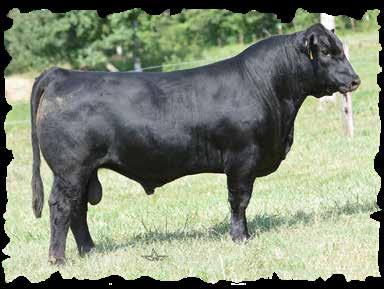 WW: 605 Adj.YW: 1062 26 CED 12 BW 0.9 WW 67 YW 95 MK 13 YG -0.38 CW 27 REA 0.35 MB 0.12 Footnotes: He has been a favorite of all who have seen the bulls this year.