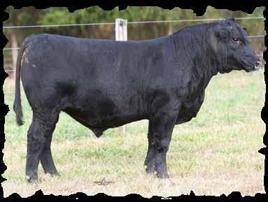 04 Footnotes: A really thick made Gelbvieh bull that is rugged, sound and big footed. A long spined bull that is wide based. Retaining 1/2 semen interest. Scrotal=37.