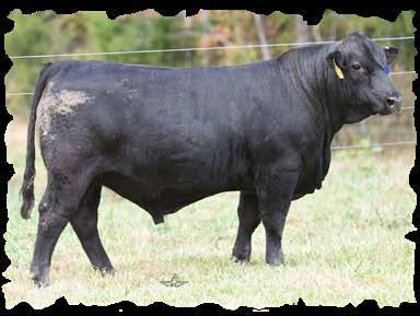 Half-brother our most versatile pasture sire GHGF Gin 98W. One of the top balancers in our offering: seedstock quality sire prospect. REA 13.24, IMF 2.285.