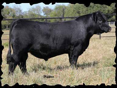 These dark red bulls can sure impact any program either seedstock or commercial producer.