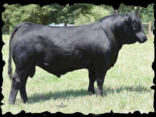 Footnotes: Neon Moon represents the kind of purebred cattle we strive to produce. Powerful cattle with plenty of body yet are still good looking, sound, and good footed.