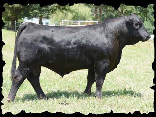 This guy is one that has the right pieces to have an impact on the breed. REA 13.40, IMF 2.