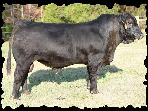 Footnotes: Good looking, super sound with a big hip. This guy is built to make great females while not hurting your bull sales.