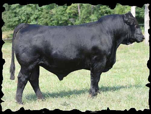 Footnotes: Another big, stout high performing bull from the Halle family. This guy is just like a fine wine, he keeps getting better with time.