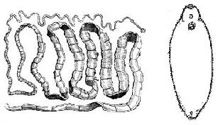 Diagrammatic view of Cnidoblast 3. Phylum- Ctenophora :- They possess external rows of comb plates for locomotion. E.g.Pleurobranchia, Ctenophora Fig. 4.7.