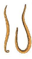 Male Female Fig. 4.9. Aschelminthes: Roundworm 6.