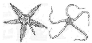 9. Phylum-Echinodermata :- They are spiny-skinned animals having radial symmetry in adult stage. They possess water vascular system. E.g. Asterias (Star fish),ophiura (Brittle star), Echinus (Sea urchin), Cucumaria (Sea cucumber), Antedon (Sea lily).