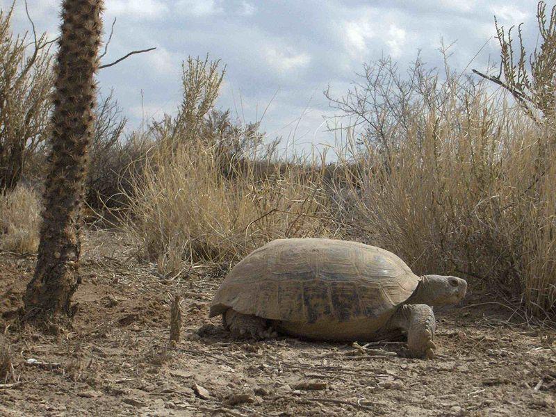 1 st Step: Reintroduction of Bolson Tortoise (Gopherus flavomarginatus) IUCN