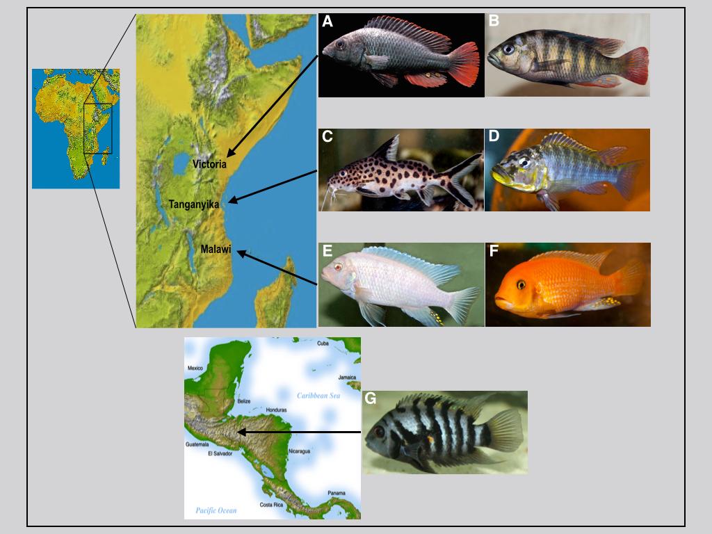 Study Species Used in Experiments (Fig. 1.4) Fig. 1.4. Five African cichlid host species: (A) H. nubilus, (B) H. latifasciatus, (D) C. horei, (E) M. zebra, and (F) M. estherae.