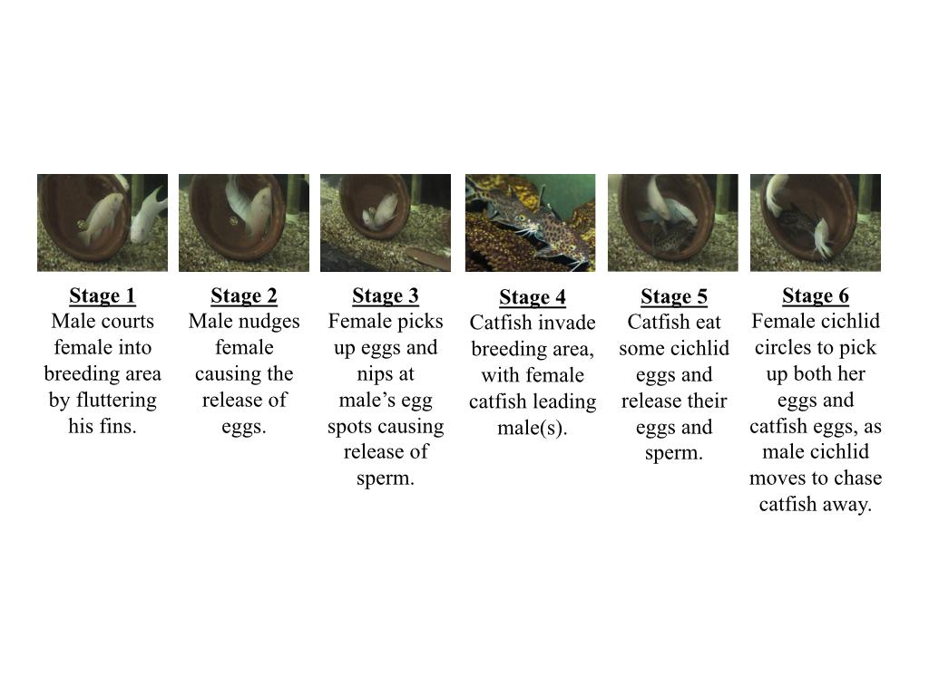 cuckoo catfish, the female cichlid picks up the catfish eggs, despite them being smaller in size and different in appearance (Fig. 1.8a).