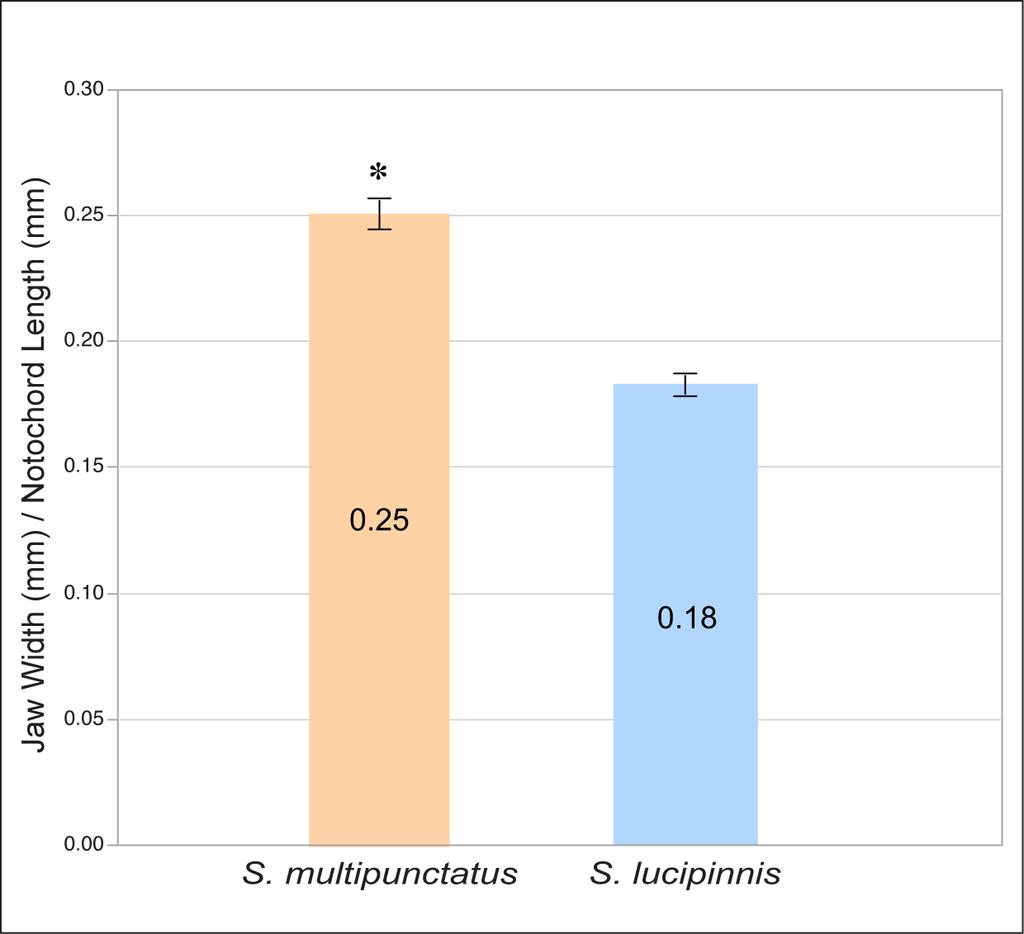 Fig. 1.11. Jaw width (mm) to notochord length (mm) ratio comparison between the cuckoo catfish (S. multipunctatus) and congeneric S. lucipinnis at 6 dpf. The cuckoo catfish (S.