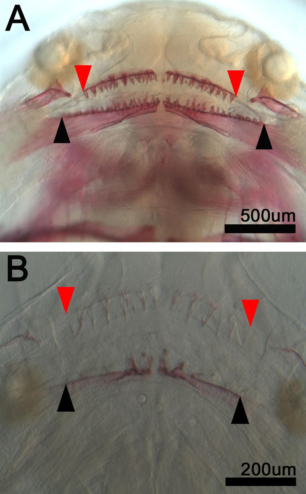 Fig. 1.12. The oral teeth of 12 dpf (A) cuckoo catfish (S. multipunctatus) and (B) S. lucipinnis.