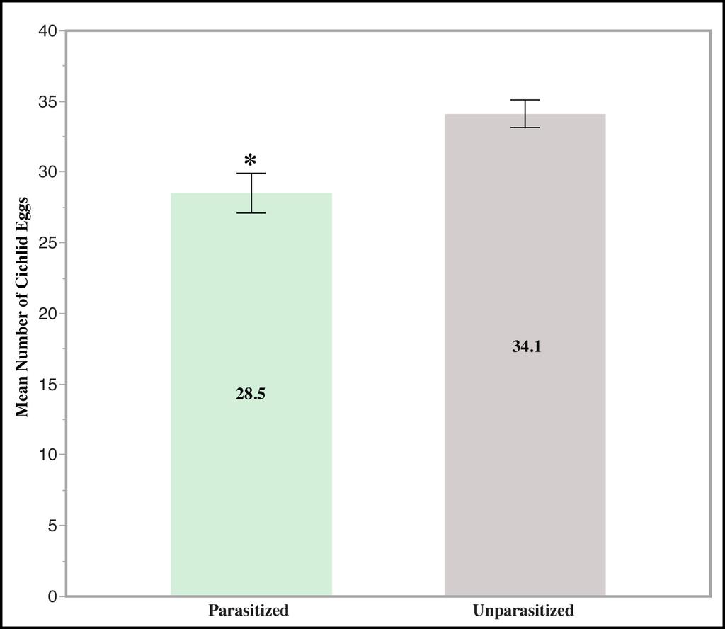 Fig. 3.5. Wilcoxon two-sample test for the mean number of cichlid eggs carried by female cichlids in parasitized vs. unparasitized broods (n=500). The * indicates a significant difference (S = 32347.