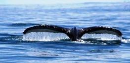 see the beauty of the Marino Ballena National Park and is the only tour in Costa Rica where you would have a real chance of seeing whales (the Uvita area is well known country wide as the best place