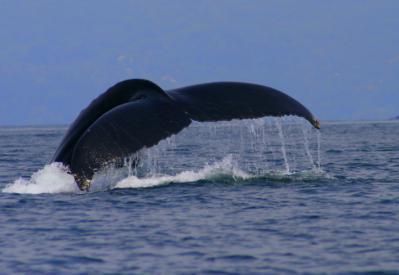 During the tour we search for Humpback and Pilot Whales as well as three different species of resident dolphins.