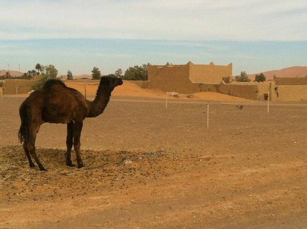 Desert Camel, Merzouga Merzouga is near the Algerian border on the edge of the Saraha desert.