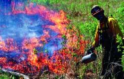 Mowing or chopping stagnant brush with a rotary-axe mower basically accomplishes the same thing, and the shredded vegetation is generally cleaner in appearance immediately following management.