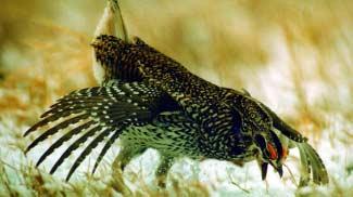 In the fall, sharptails often engage in short migrations to open bogs where they spend the winter. Summer foods include insects, berries, clover, alfalfa, and various other native forbs and grasses.