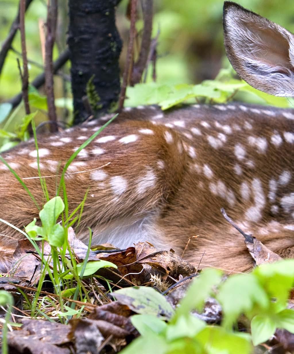 Fawns that appear abandoned have most likely been left