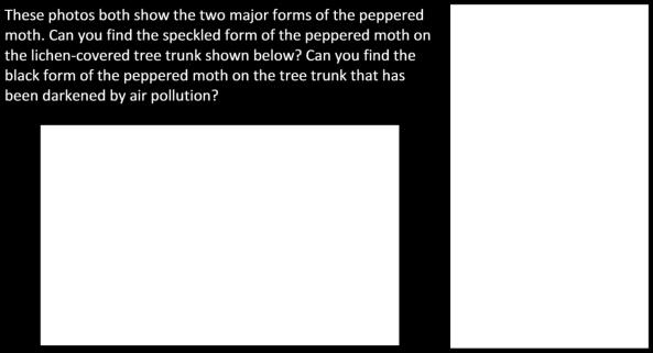 Which form of the peppered moth do you think had higher mortality in forests in unpolluted areas where tree trunks and branches are lighter?