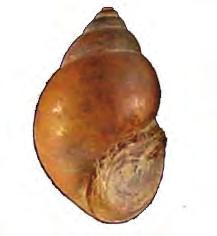 The shell opening is on the right when the shell is pointed up. The Faucet snail is an aquatic snail native to Europe and was introduced to the Great Lakes in the 1870s.