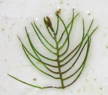 Eurasian Watermilfoil Identification and Origin Eurasian watermilfoil is a submersed aquatic plant. Eurasian watermilfoil typically has 12 to 21 pairs of leaflets.