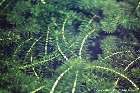 Hydrilla Identification and Origin Hydrilla is a submersed plant that can grow to the surface and form dense mats. It may be found in all types of water bodies.
