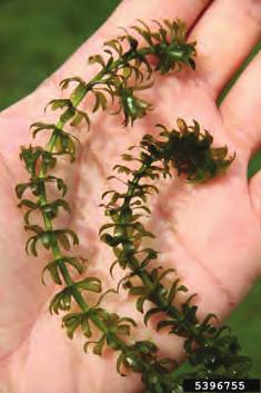 They grow in whorls of four to eight around the stem. The leaf margins are distinctly saw-toothed. Hydrilla often has one or more sharp teeth along the length of the leaf mid-rib.