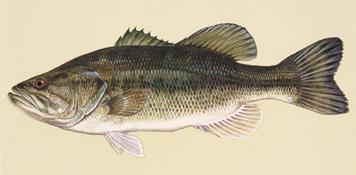 muskellunge, and to be able to tell what spe cies of trout or salmon you