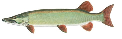 Northern Pike and Muskellunge Muskellunge Clear Muskie illustrations courtesy of Muskies Inc.