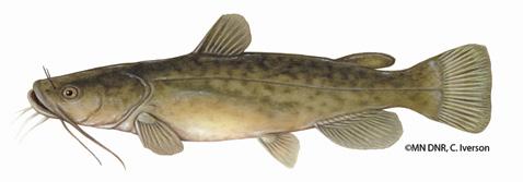 rounded tips Northern Pike (Esox lucius) Coloration with pattern of horizontal rows of light