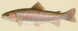 Trout and Salmon Rainbow Trout Pinkish stripe on silvery body Small black dots throughout the body that extend into tail Duane Raver, USFWS Brown Trout Large dark spots and red dots on brown body