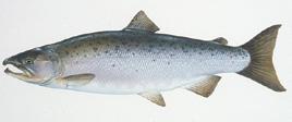 Steelhead (Rainbow Trout) Inside mouth is white Chinook Salmon Inside mouth is dark Coho Salmon Inside mouth is gray Pink Salmon Spawning male has hump on back.