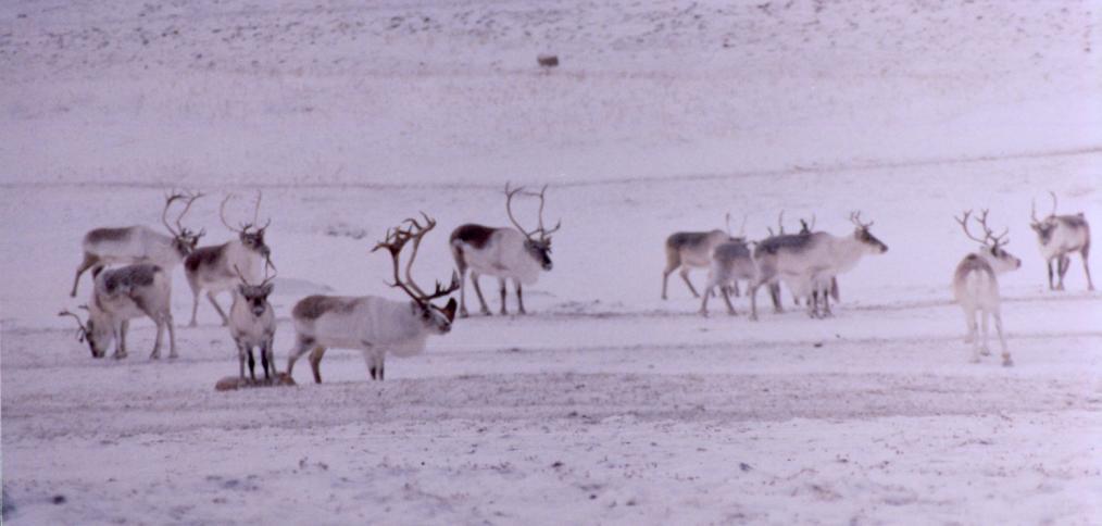 Status of Dolphin and Union Caribou in the NWT Traditional and Community Knowledge distinguish them from other barren-ground caribou (Rangifer tarandus groenlandicus) (Gunn 2005), while the Nunuvut
