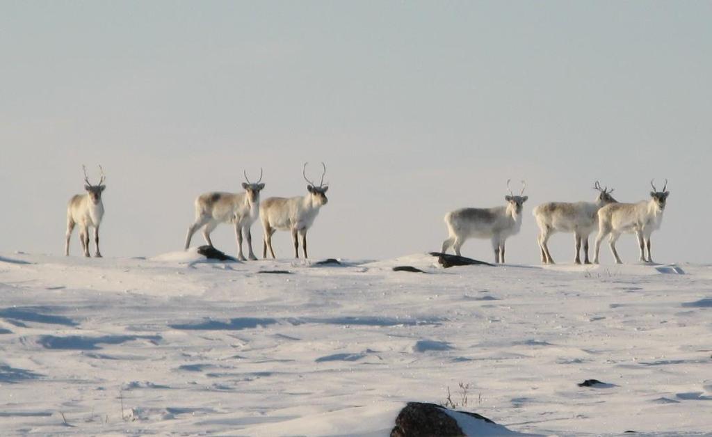 Status of Dolphin and Union Caribou in the NWT Scientific Knowledge Figure 7.